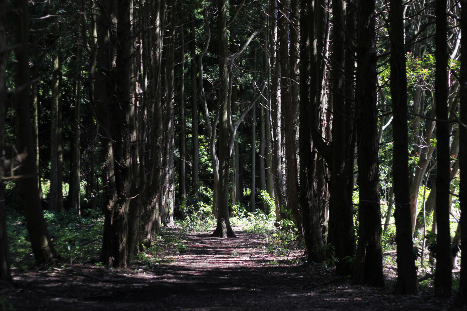 2 오름 안돌 14.JPG