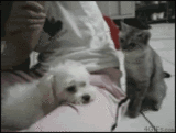 cat.gif